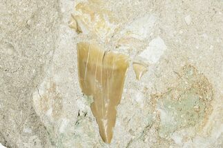 Otodus Shark Tooth Fossil in Rock - Morocco #274925