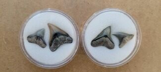 Clearance Lot: Fossil Shark Teeth - Pieces #275367