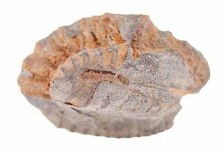 Bargain Enrolled Trilobite (Ditomopyge) Fossil - Oklahoma #275325