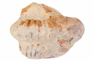 Bargain Enrolled Trilobite (Ditomopyge) Fossil - Oklahoma #275327