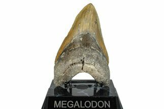 Serrated, Fossil Megalodon Tooth - North Carolina #274781