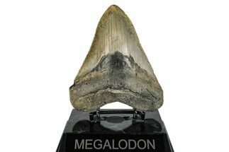 Serrated, Fossil Megalodon Tooth - North Carolina #274784
