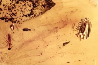 Fossil Scavenger Beetle, Marsh Beetle, Ant, and Wasp in Baltic Amber #275399