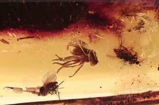 Detailed Fossil Flies and Parasitic Wasp in Baltic Amber #275404