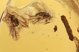 Detailed Fossil Flies (Dolichopodidae) and Coprolite in Baltic Amber #275439