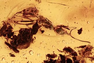 Two Detailed Fossil Ants (Formicidae) In Baltic Amber (#275431) For ...