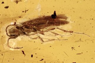 Detailed Fossil Parasitic Wasp (Scelionidae) in Baltic Amber #275452