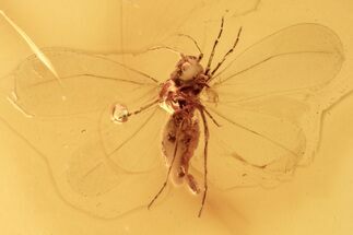 Fossil White Fly (Aleyrodidae) with Spread Wings In Baltic Amber #275468