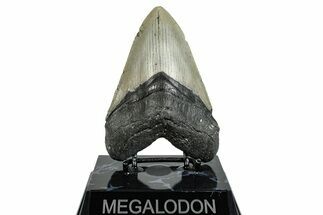 Serrated, Fossil Megalodon Tooth - North Carolina #275262