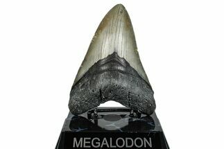 Serrated, Fossil Megalodon Tooth - North Carolina #275263