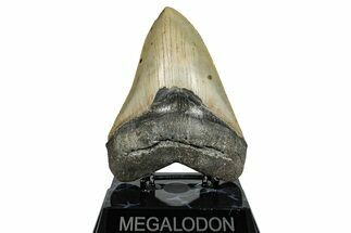 Fossil Megalodon Tooth - North Carolina #275277