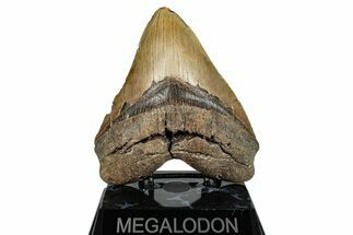 Fossil Megalodon Tooth - North Carolina #275278