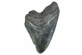 Partial Megalodon Tooth - South Carolina #275369