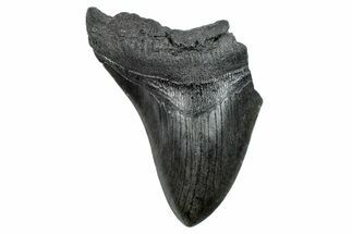 Partial, Fossil Megalodon Tooth - South Carolina #275375