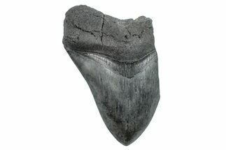 Partial, Fossil Megalodon Tooth - South Carolina #275376