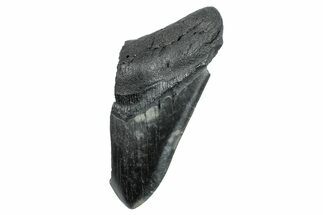 Partial Fossil Megalodon Tooth - South Carolina #275377