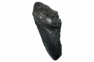 Partial Fossil Megalodon Tooth - South Carolina #275388