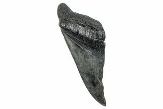 Partial Fossil Megalodon Tooth - South Carolina #275390