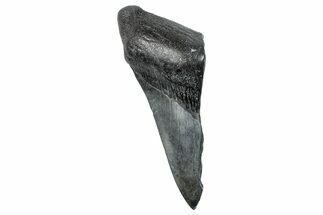 Partial Fossil Megalodon Tooth - South Carolina #275391