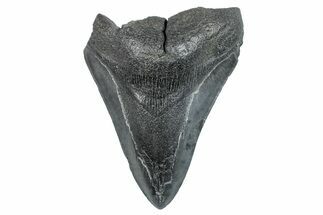 Bargain, Fossil Megalodon Tooth - South Carolina #275403