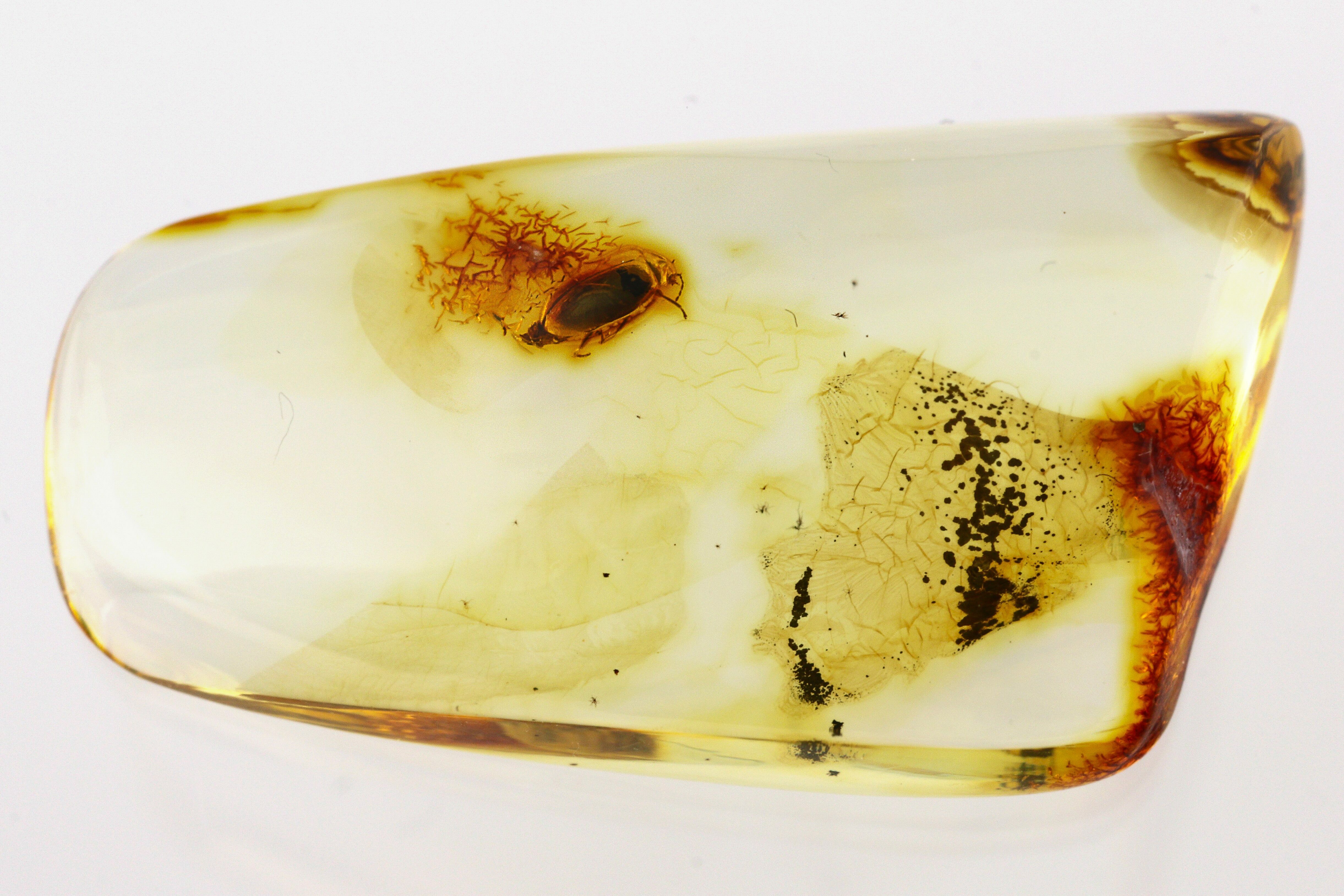 Detailed Fossil Marsh Beetle (Scirtidae) in Baltic Amber (#275413) For ...