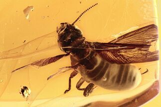 Large Fossil Winged Termite (Mastotermitidae) In Baltic Amber #275353