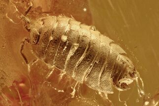 Detailed Fossil Woodlouse (Isopoda) In Baltic Amber - Rare! #275383