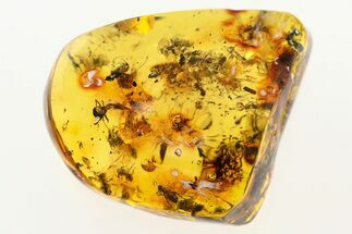 Detailed Fossil Ants (Formicidae) In Baltic Amber - Over Ants! #275339