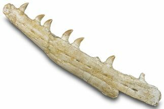 Mosasaur (Prognathodon) Jaw with Seven Teeth - Morocco #276003