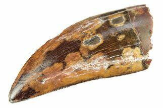 Serrated, Carcharodontosaurus Tooth - Real Dinosaur Tooth #276038