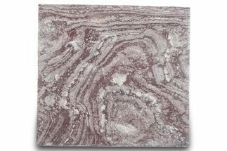 Polished, Neoproterozoic Stromatolite (Conophyton) - Morocco #276109