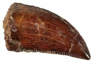 Serrated, Raptor Tooth - Real Dinosaur Tooth #275109