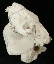 Partial Oreodont (Merycoidodon) Skull - Nice Display #15722