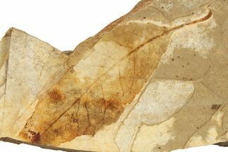 Fossil Plant (Fagus) Leaf - McAbee, BC #276339