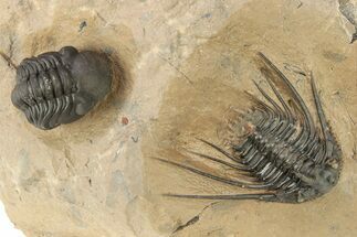 Kettneraspis Trilobite With Long Occipital & Reedops #276399