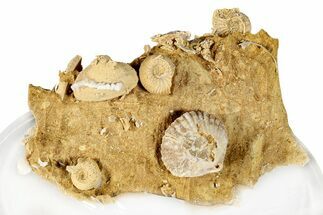 Miniature Fossil Cluster (Ammonites, Bivalve) - France #276076
