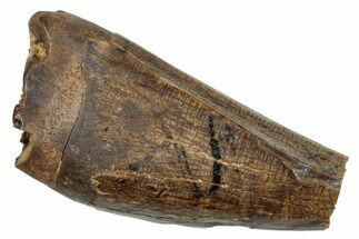 Partial, Juvenile Tyrannosaur Premax Tooth - Montana #276361