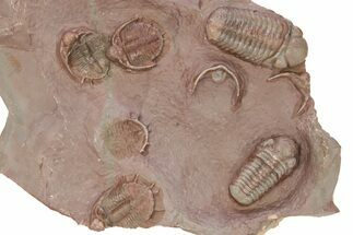 Cluster of Basseiarges & Austerops Trilobite - Jorf, Morocco #276182