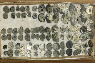 Lot: Cut & Polished, Pyrite Replaced Ammonite Pairs - Pieces #276576