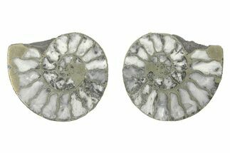 Pyritized Cut Ammonite Fossil Pair - Morocco #276642