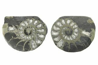 Pyritized Cut Ammonite Fossil Pair - Morocco #276644