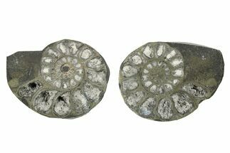 Pyritized Cut Ammonite Fossil Pair - Morocco #276647