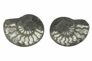 Pyritized Cut Ammonite Fossil Pair - Morocco #276652