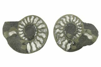 Pyritized Cut Ammonite Fossil Pair - Morocco #276663