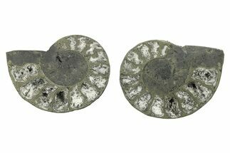 Pyritized Cut Ammonite Fossil Pair - Morocco #276674