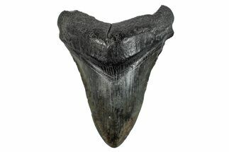Fossil Megalodon Tooth - South Carolina #276414
