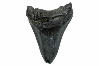 Fossil Megalodon Tooth - South Carolina #276423