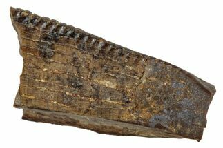 Tyrannosaur Tooth Fragment - Judith River Formation #276496