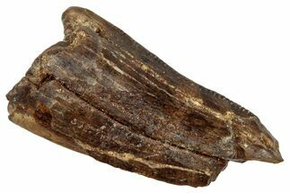 Tyrannosaur Tooth Fragment - Judith River Formation #276509