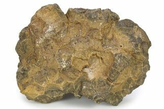 Rough Fossil Coral (Actinocyathus) - Morocco #276745